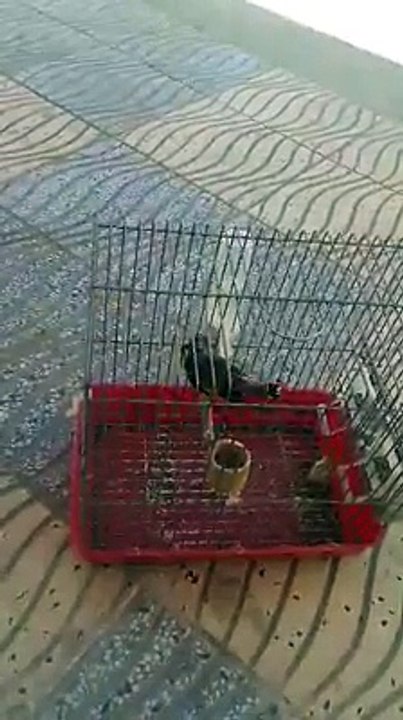 Magnifique chant du Chardonneret donnez nous vos avis  de : Diuk Azert