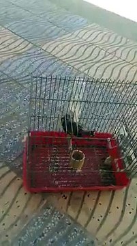 Magnifique chant du Chardonneret donnez nous vos avis de : Diuk Azert