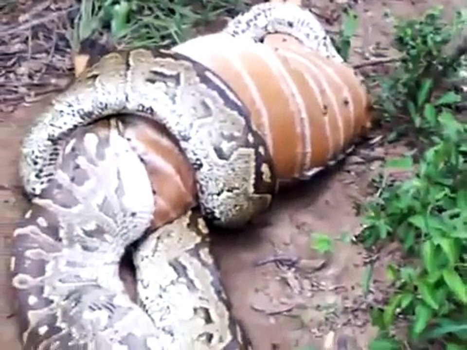 Huge Snake Python Eating A Deer