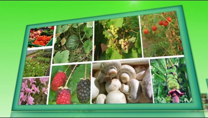 Virus free Potato Seed Production through Tissue Culture