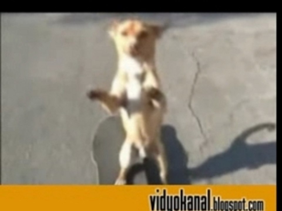 Another skateboarding dog
