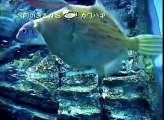 魚を知れば釣果も上がる！ by さかなクン vol.04 カワハギ