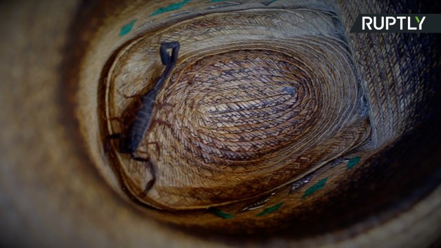 Natural Born Painkillers - Farmer Lets Scorpions Sting Him to Treat Body Aches
