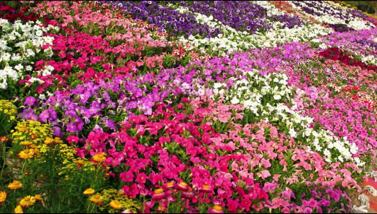 Cut Flower Production