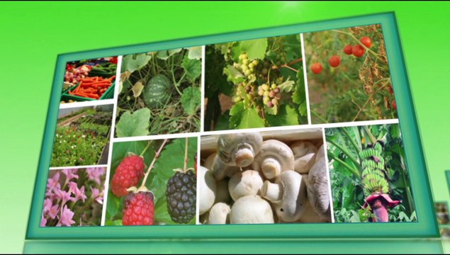 Wheat harvesting through Reaper Thresher- Facility as Service Provider