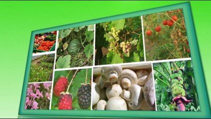 Establishment of Biological Control Lab