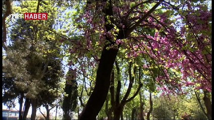 Alerji ve astım hastalarının korkulu rüyası polen