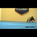 Dog Rolling on Dog Agility Mats