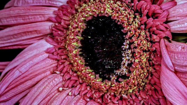 Haagen-Dazs Pleased to Have Virtual Reality Experience “The Extraordinary Honey Bee” Selected HTC Vive’s VR Impact Prog.