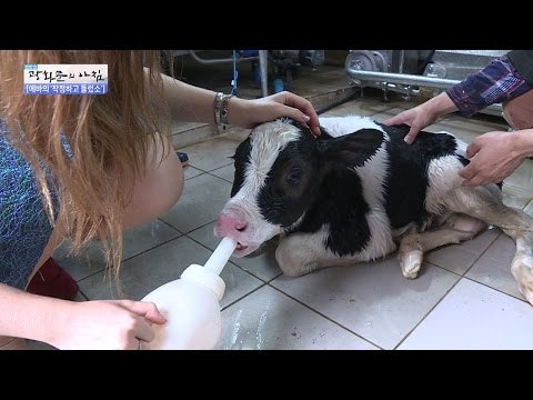 갓 태어난 송아지에게 우유를 먹이는 에바 [광화문의 아침] 345회 20161027