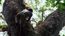 Si arrampica su un albero di 40 metri in un modo incredibile. Ma aspettate di vedere il motivo!