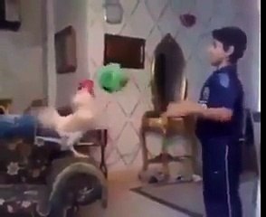 A Rooster and A Boy playing with a ball. Amazing
