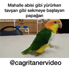 Mahalle Abisi Papağan