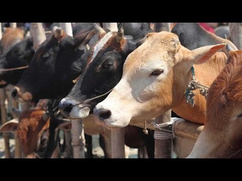 Dadri like incident in MP, Muslim couple assaulted by Gauraksha Samiti