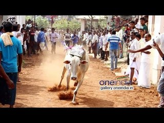 Jallikattu still banned, SC stays Centre's notification