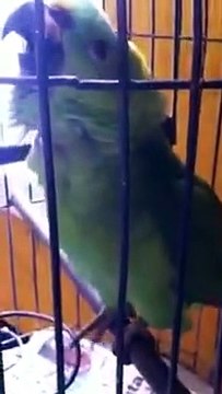 Parrot Is Crying Like Baby