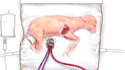 Un útero artificial mantiene con vida a fetos de animales prematuros