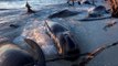 Small fin Whales beached in Tuticorin, TN, many reported dead