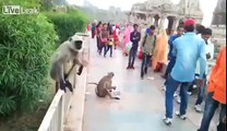Mashtron majmunin kinse po i ofron ushqim, kur afrohet e godet me gjithë forcën shuplakë (Video) - Telegrafi