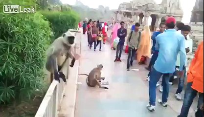 Mashtron majmunin kinse po i ofron ushqim, kur afrohet e godet me gjithë forcën shuplakë (Video) - Telegrafi