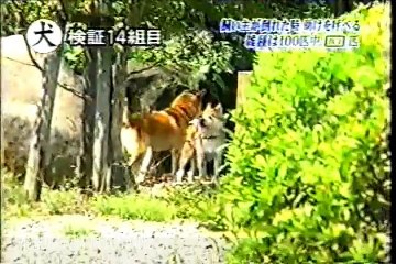 倒れた飼い主を助ける雑種犬の割合いは？(20分)トリビア(trivia)
