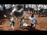 Jallikattu, bull taming sport allowed by Centre ahead of Pongal