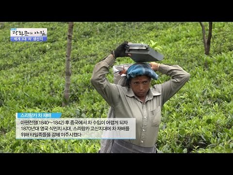 세계 최고 홍차, 스리랑카 노동자들의 실상! [광화문의 아침] 341회 20161021