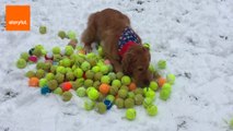 Dog Gets Showered With 185 Tennis Balls