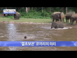 으리! 사람을 구해주는 의리의 코끼리 [광화문의 아침] 340회 20161020