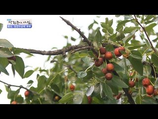 100년 된 대추의 맛은? [광화문의 아침] 340회 20161020