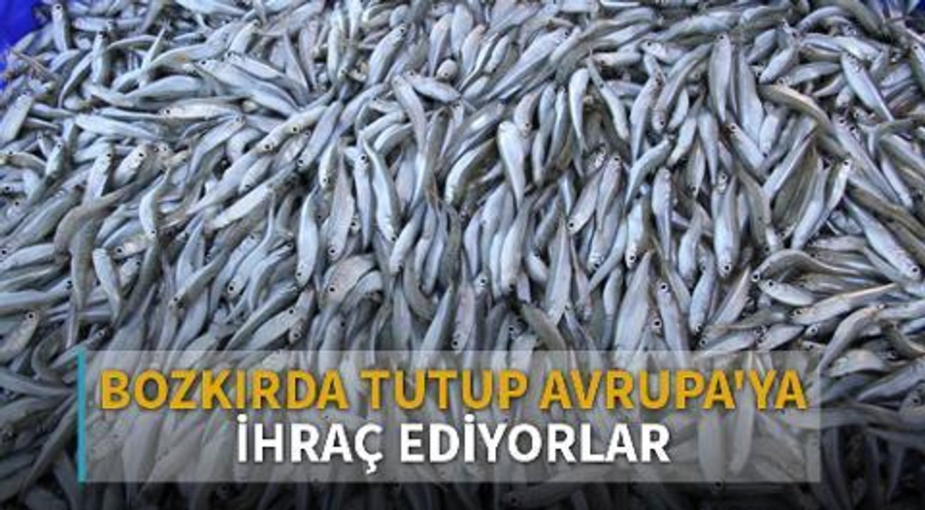 Bozkırın ortasındaki Yozgat'ta tuttukları balığı Avrupa'ya ihraç ediyorlar