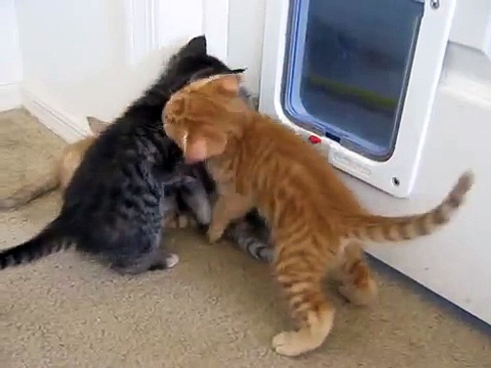 Ce chiot s'apprête à intervenir pour mettre un terme à une bagarre féline, mais lorsque les chatons l'aperçoivent... leu