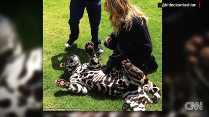 Panther sneaks up behind man and then...