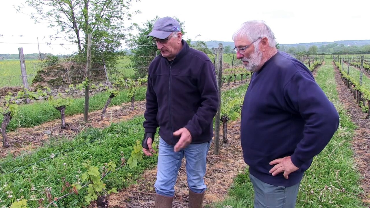 Les vignerons du Forez stressent comme leurs vignes