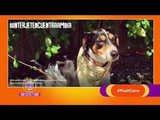 Las mascotas no son equipaje