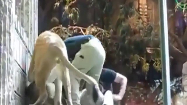 Deadliest Animal Attacks On Human ll Animal Attack Human Death Compilation ll 2017