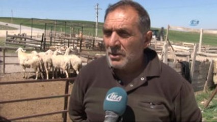 Ankaralı Besicilerin Angus İsyanı