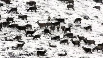 Arctic blast brings huge deer herds down Scottish glens to forage