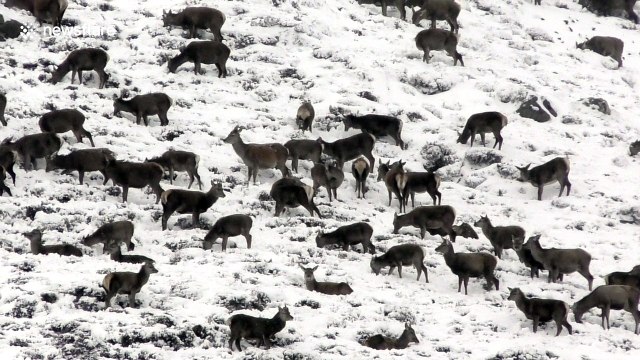 Arctic blast brings huge deer herds down Scottish glens to forage