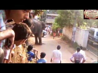 Man suffers injuries in elephant attack in Chittoor