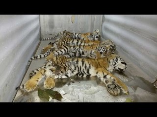 Four tiger cubs die due to starvation, mother goes missing