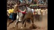 Tamil Nadu to have Jallikattu bull taming sport back?