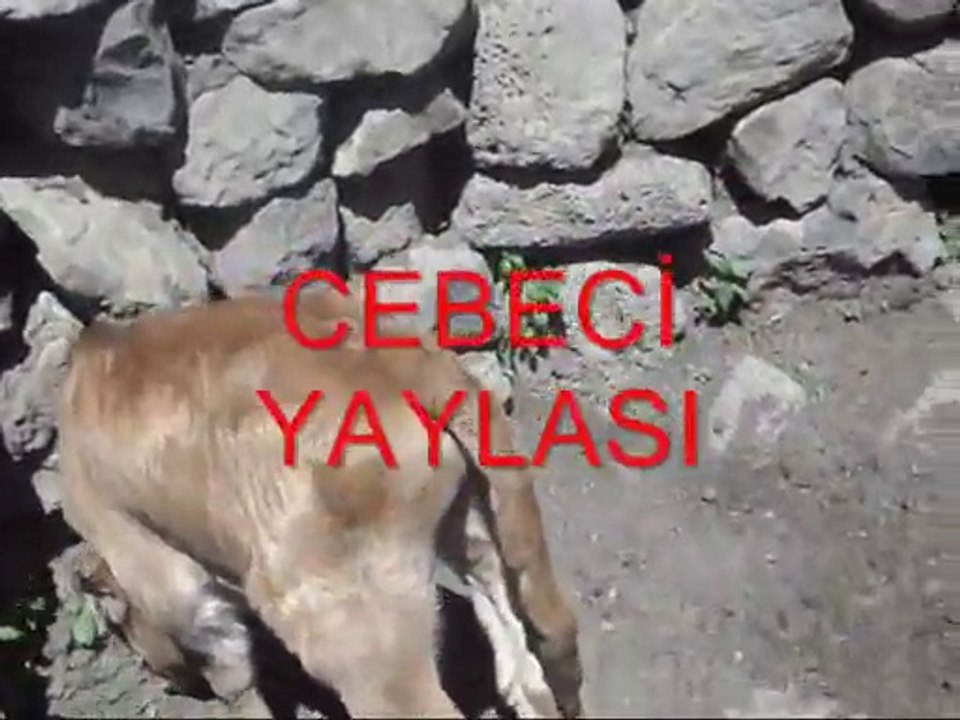 Sırrı deniz..bu dağda