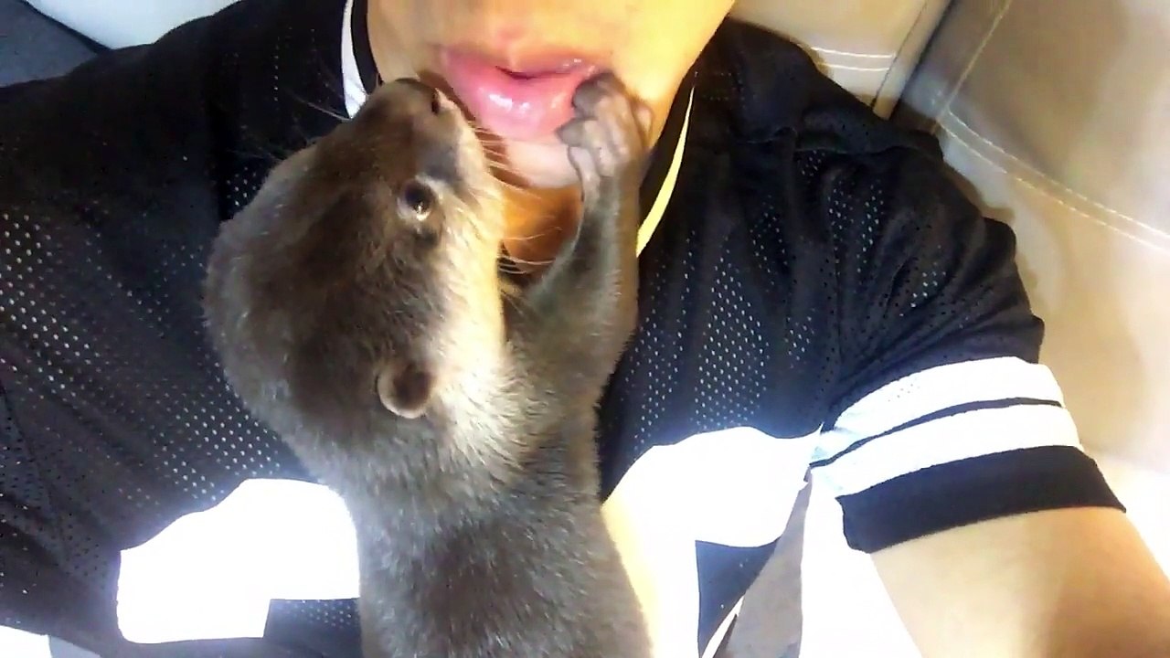 Ce bébé loutre fait des bisous à son maitre... Ou alors il cherche du poisson