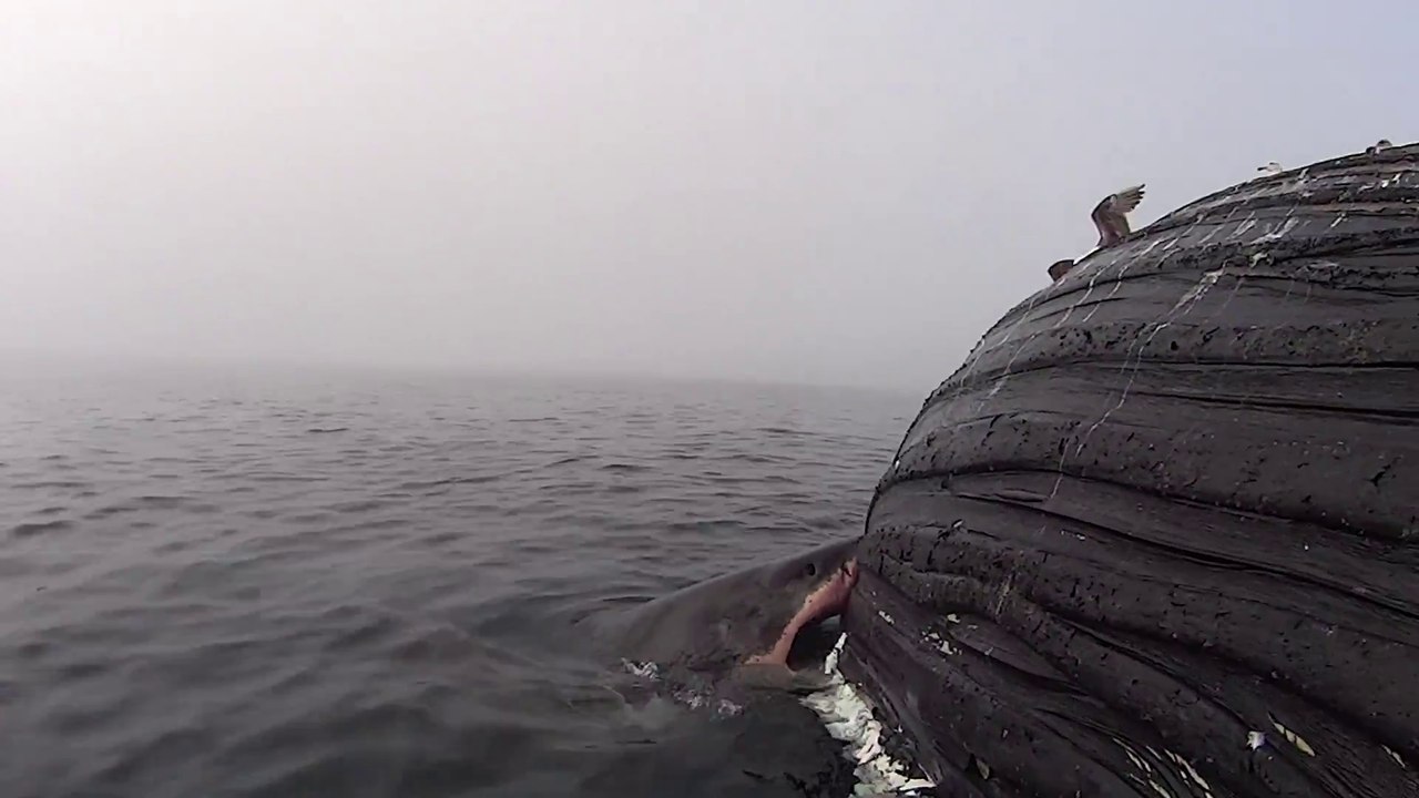 Un grand requin blanc dévore une baleine à bosse morte... Festin