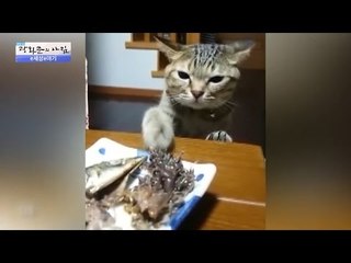 집사의 생선을 노리는 주인 냥! [광화문의 아침] 337회 20161017