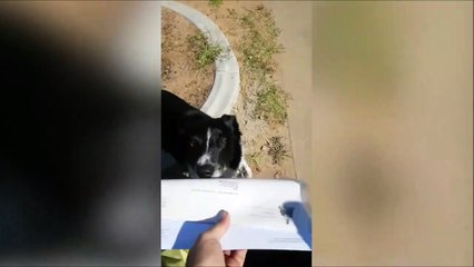 Quand ton chien devient facteur