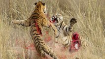 10 CRAZIEST Animal Fights Caught On Camera - Most Amazing Wild Animal Attacks
