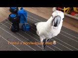 Cockatoo Tries New Career as an Engineer