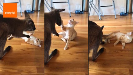 Wallaby and Cat in Fight of the Year